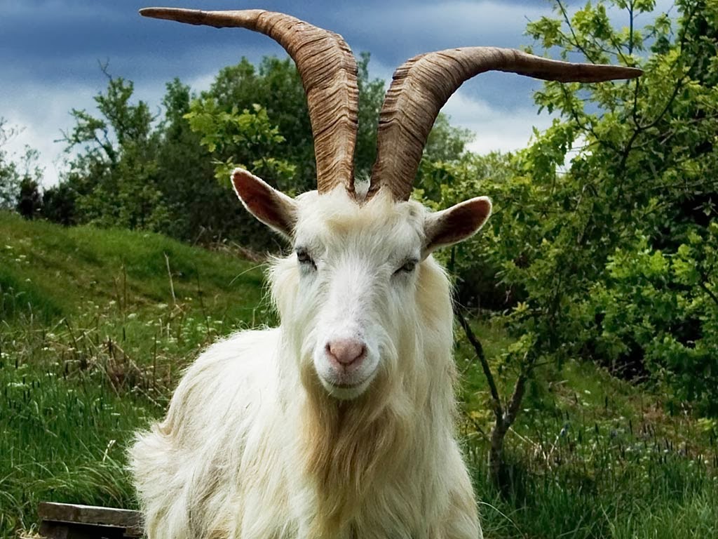 Beautiful goat