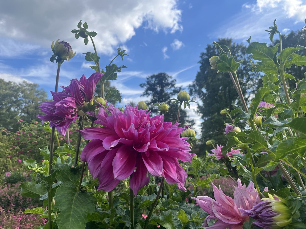 花