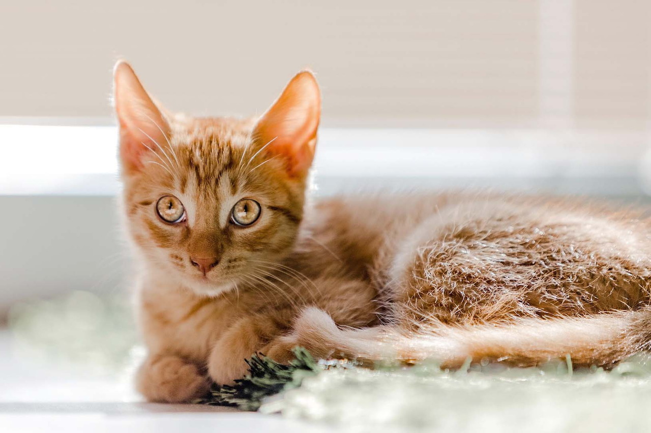 cat
