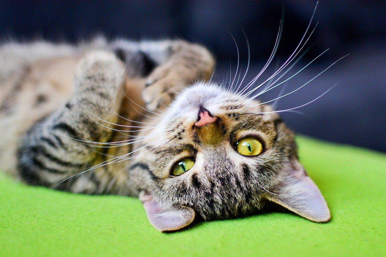 Cat with green eyes