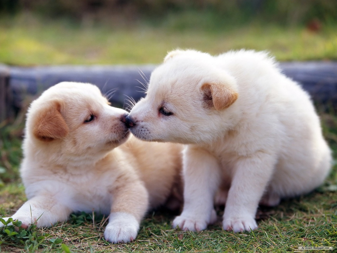 Cute Baby Animals