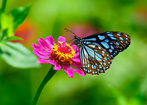 Summer flower