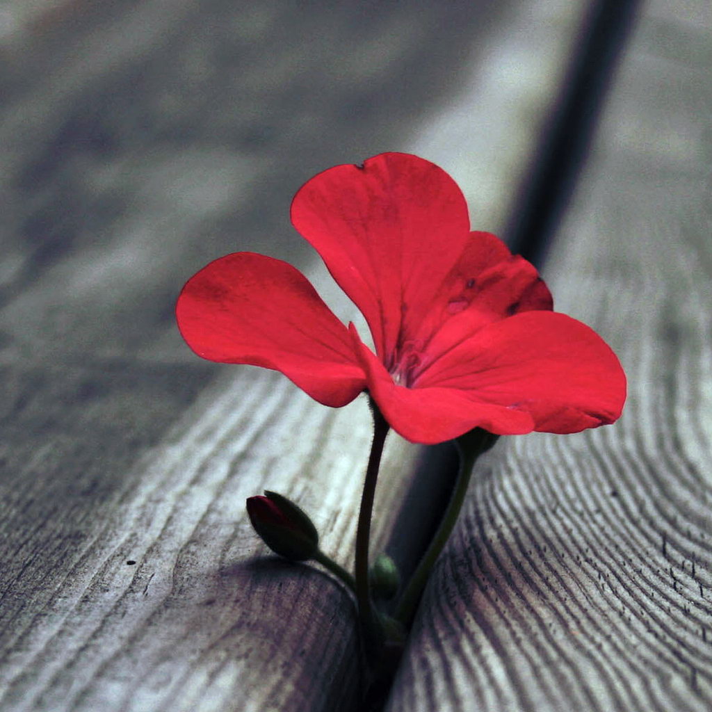 Geranium