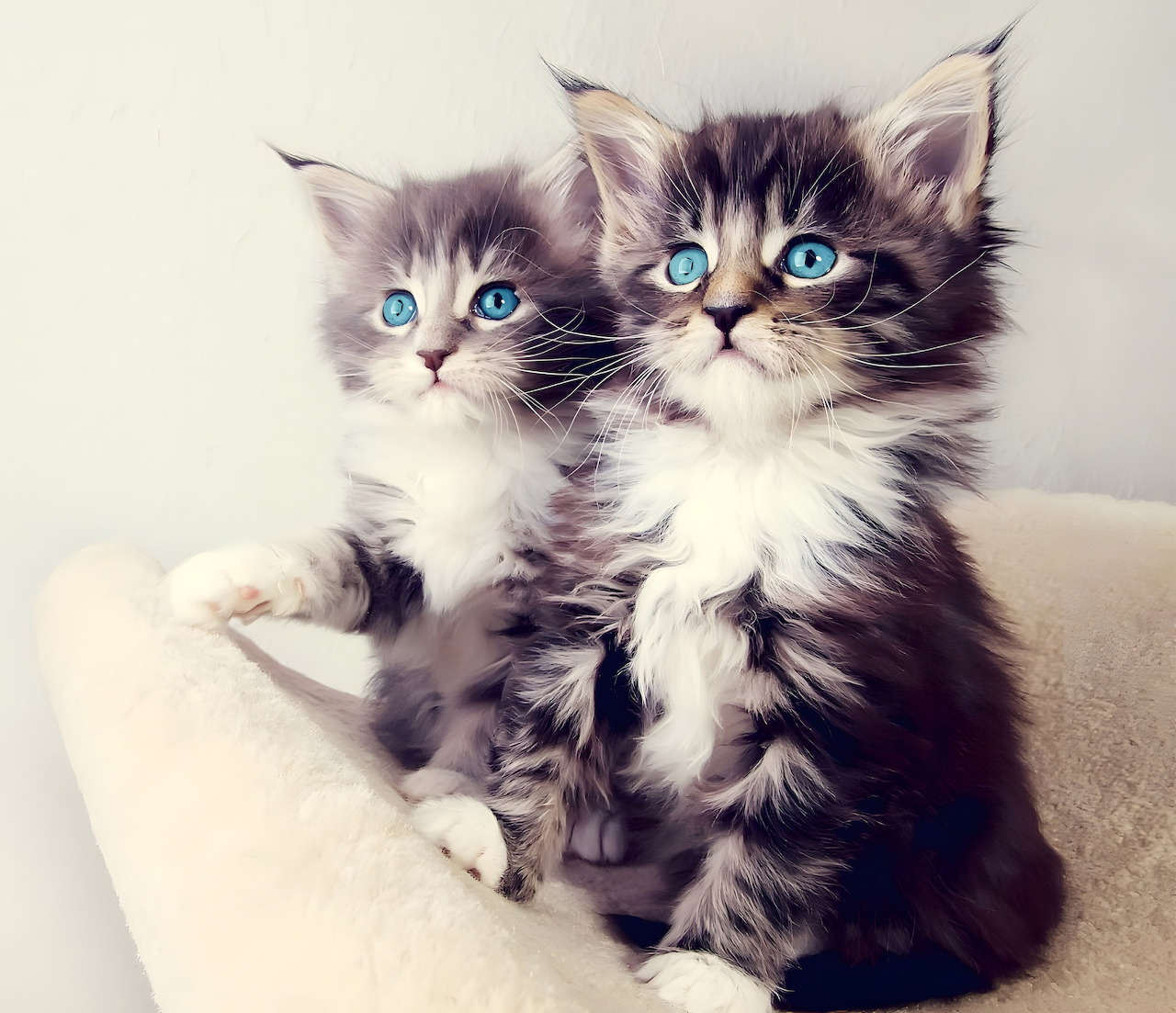 Cat Kitten