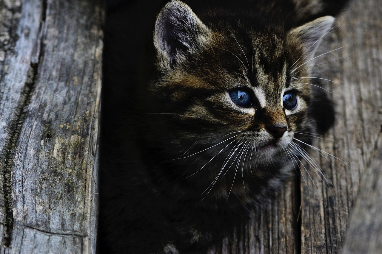 Cats 01