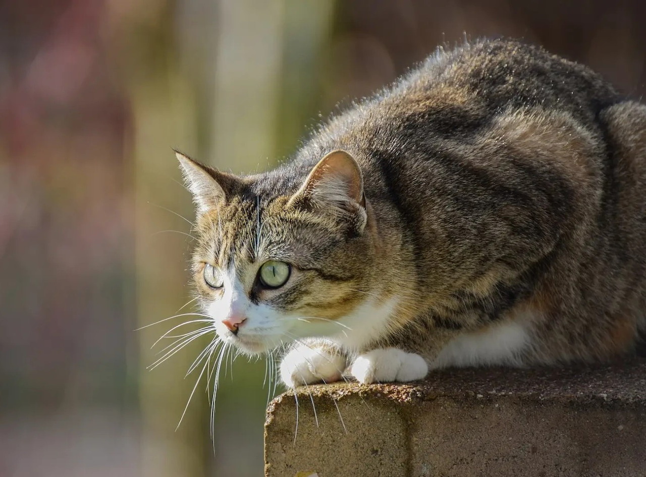 Cute Cat