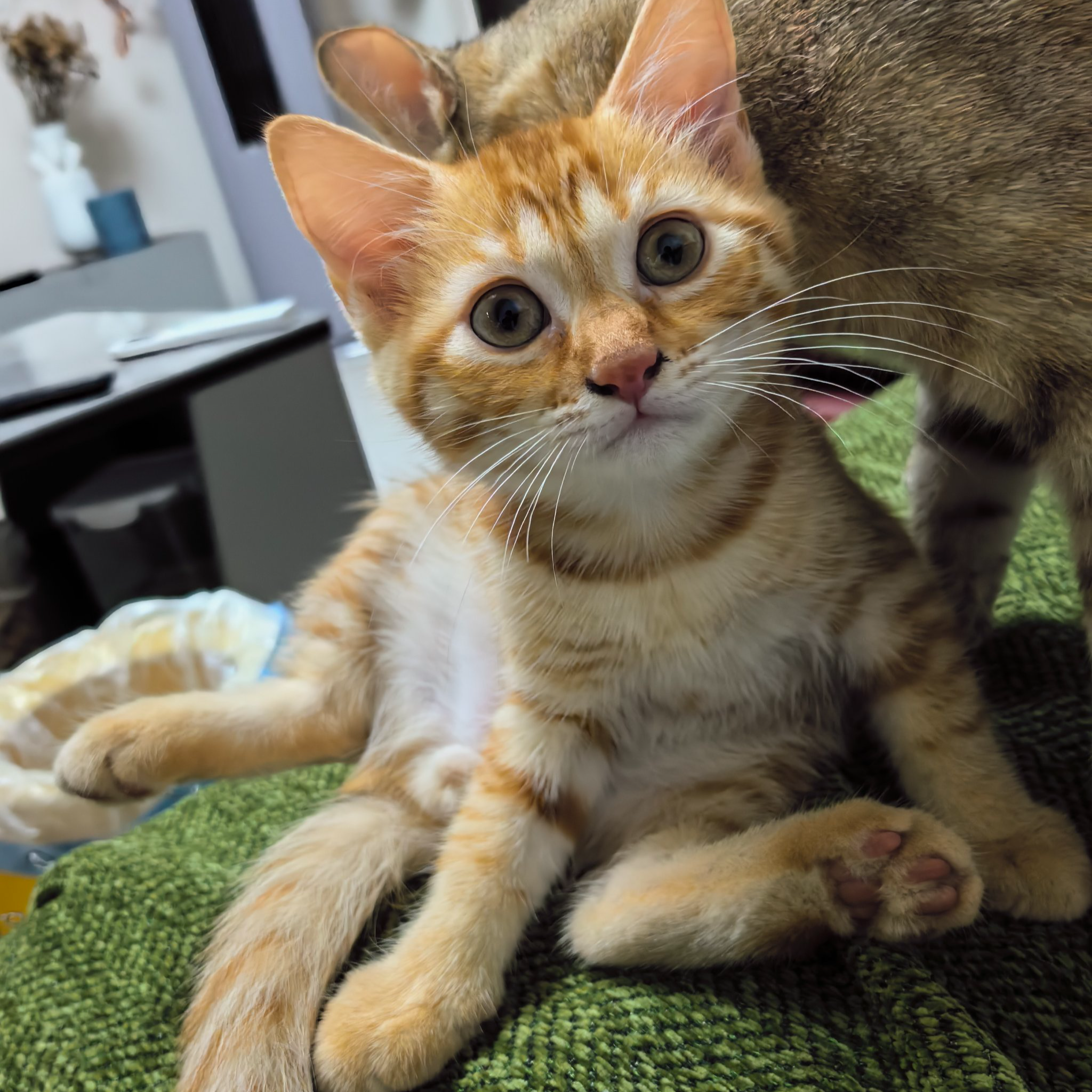 猫