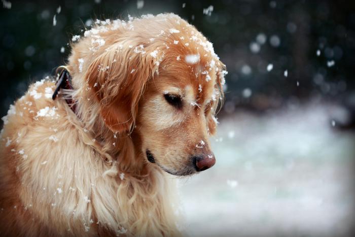 dogs