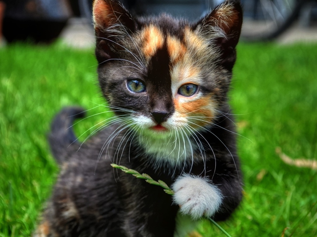 小猫与花朵