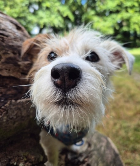 Eddie dog