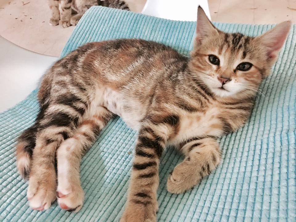 Sleeping Cat