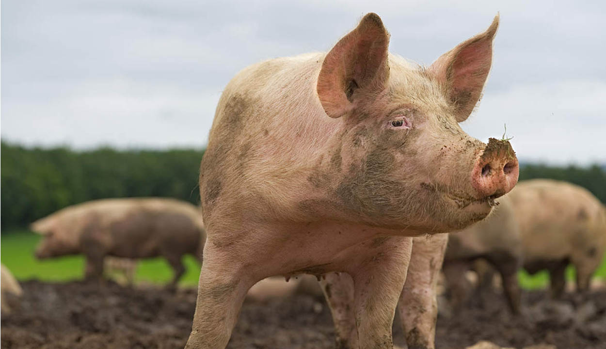 pig
