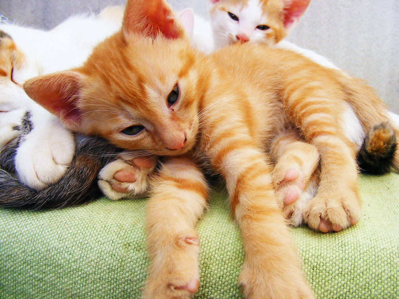 Kittens