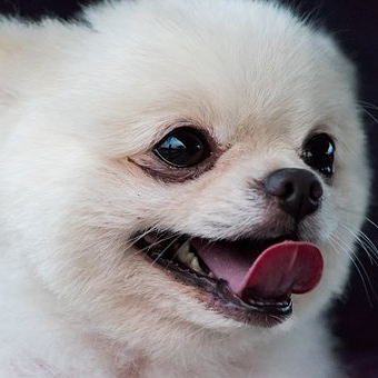 狗