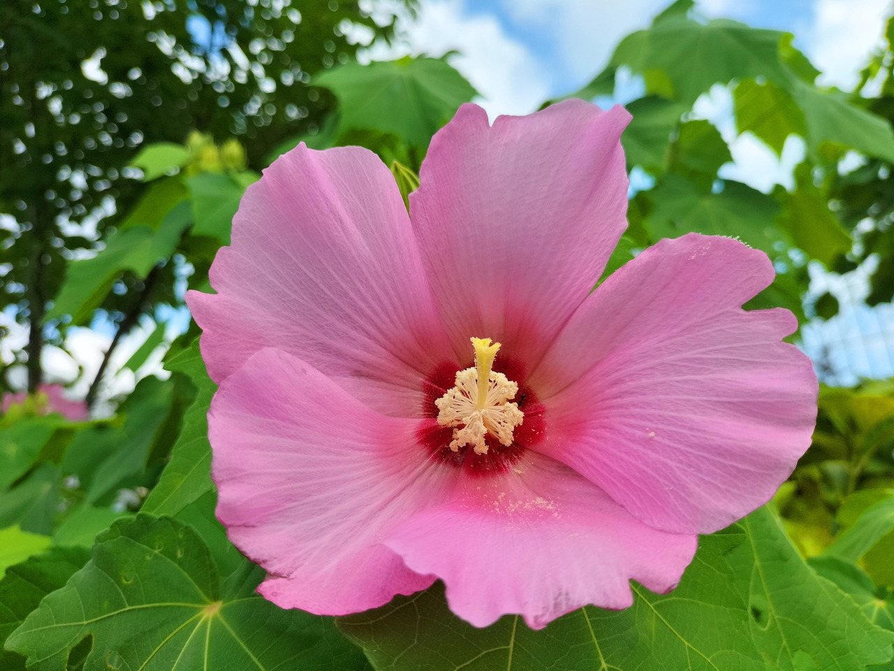 flower