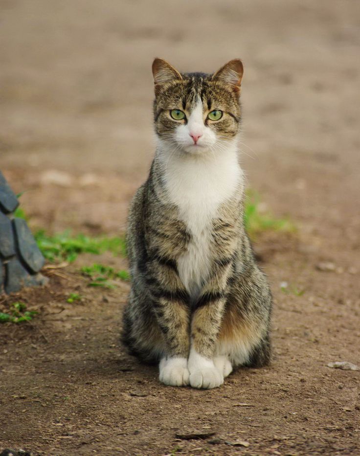 cat