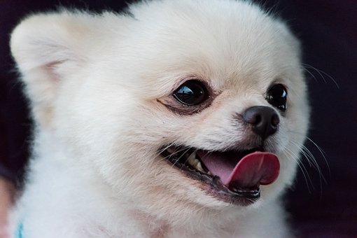 狗