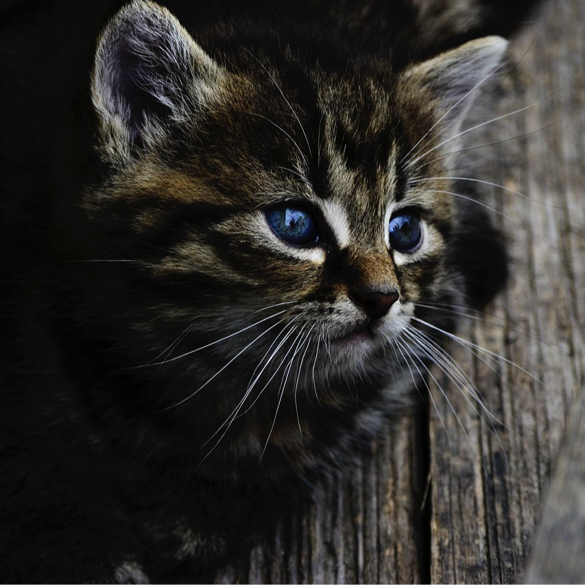 Cats