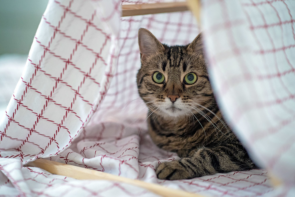 Gone camping cat