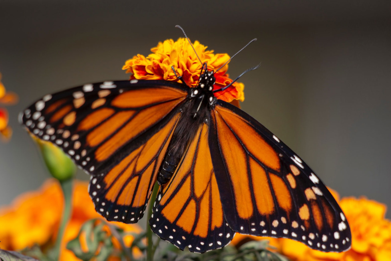 Mariposa Monarca